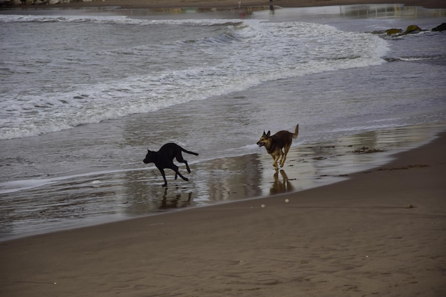 Um cão nas praias mais populares da cidade de Mar del Plata Argentina