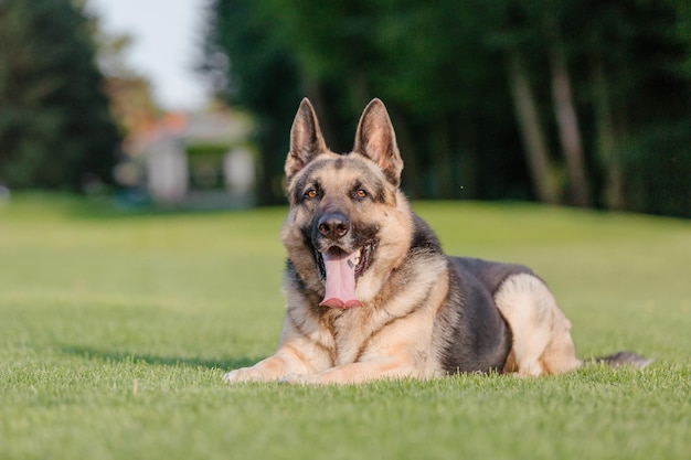 Um cão pastor alemão deitado na grama