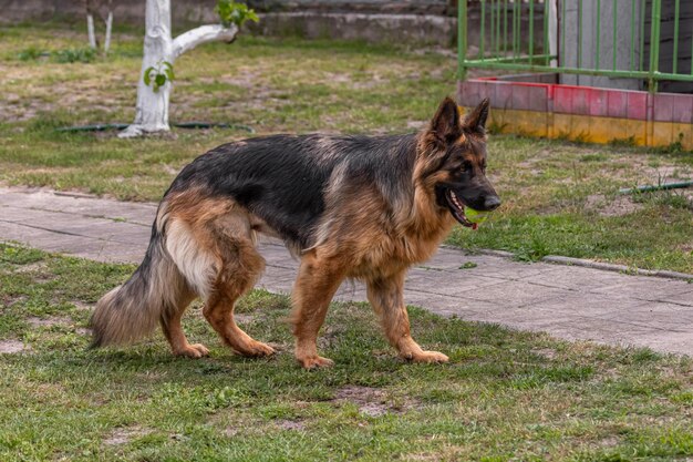 Um cão pastor alemão fica na grama