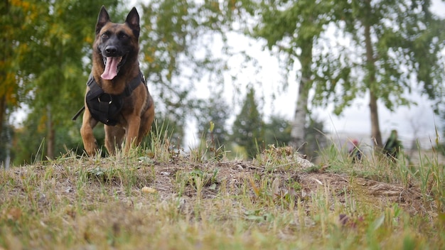 Um cão pastor alemão treinado em um campo correndo para a câmera