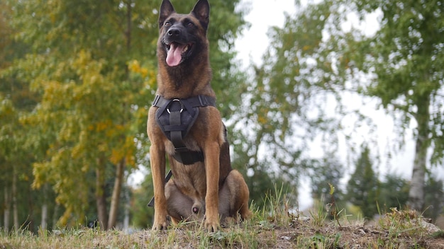 Um cão pastor alemão treinado em um campo que fica perto da câmera