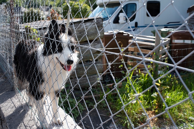 Um cão pastor branco e preto atrás da cerca em um jardim