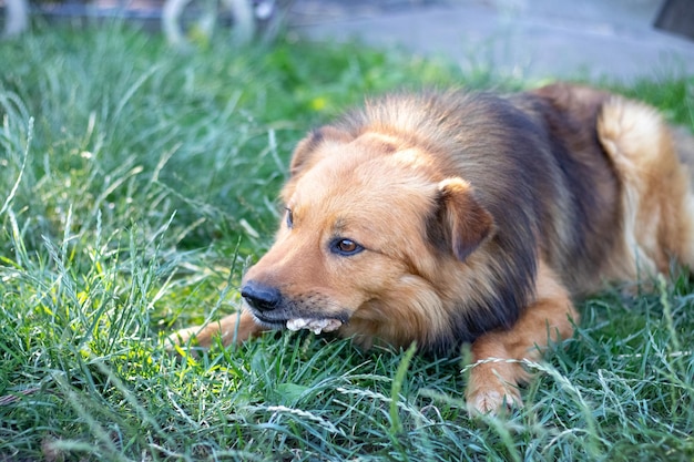 Um cão peludo marrom encontra-se no jardim na grama e come carne