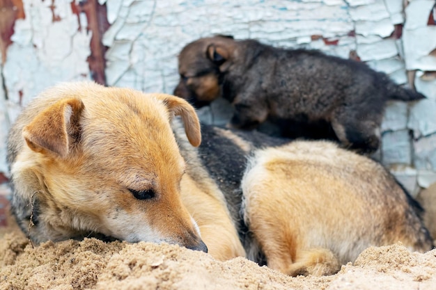 Um cão pequeno ao lado de um cão adulto na areia