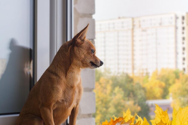 Um cão pequeno olha pela janela esperando o dono