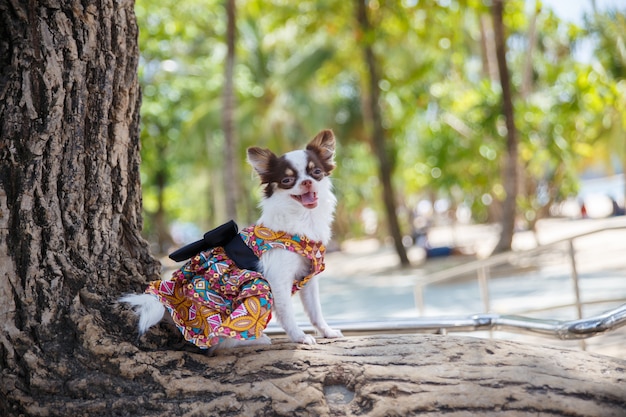 Um cão pequeno que está e que joga na árvore grande com na praia na província de phuket em tailândia.