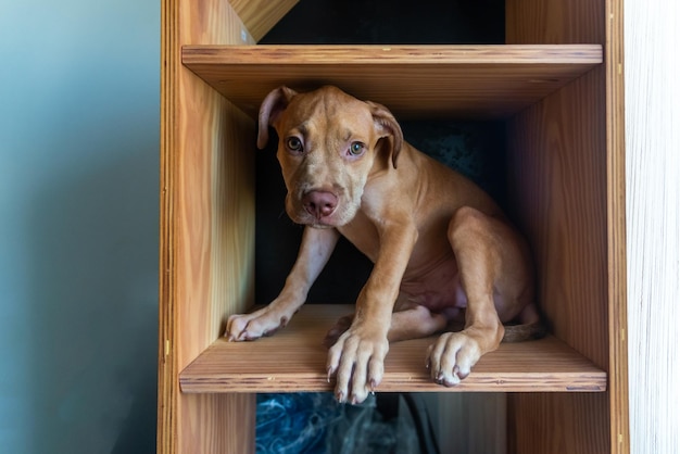 Um cão pitbull sentado dentro de uma prateleira de madeira