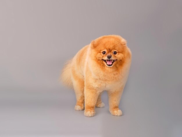 Um cão pomeranian ruivo fica em um fundo cinza