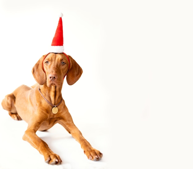 Um cão ponteiro em um cartão de Natal com chapéu de Ano Novo