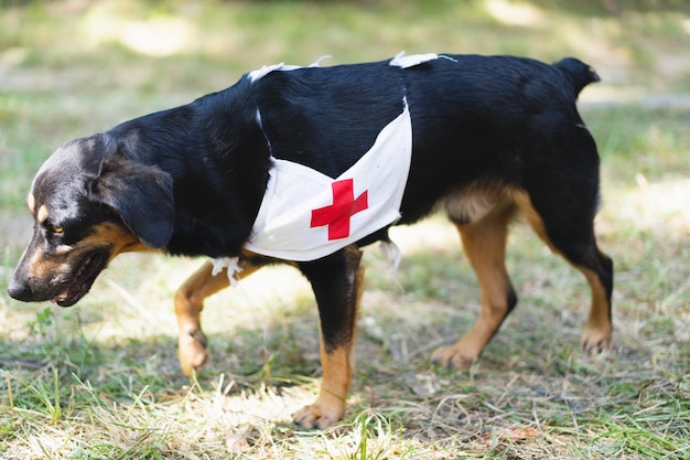 Um cão preto com um sinal de cruz vermelha pet first aid