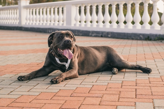 Um cão preto de raça pura marrom escuro com uma medalha está no parque com a língua para fora. Um animal de estimação amigável