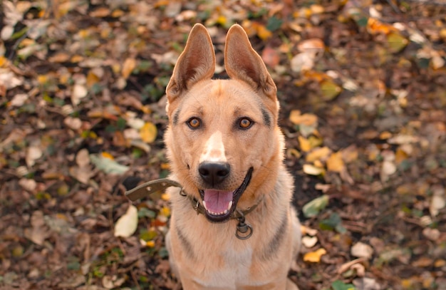 Um cão preto sem raça na paisagem de outono aproximação do focinho de um cão grande na rua