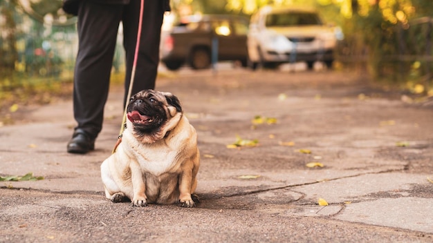 Um cão pug na coleira com a boca aberta e uma língua saliente em uma caminhada com o dono