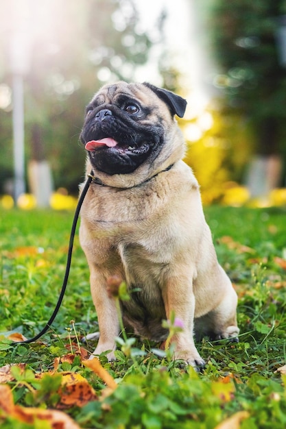 Um cão pug na coleira em um parque de outono em tempo ensolarado