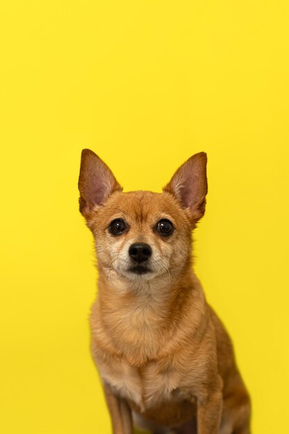 Um cão puro-sangue terrier em um fundo amarelo Retrato de animais de estimação