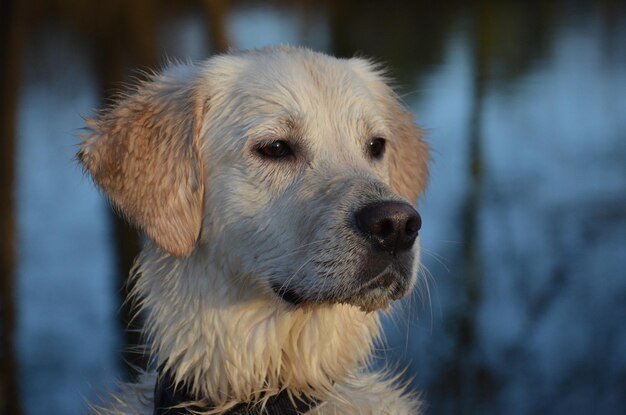 Um cão que está lá fora ao sol