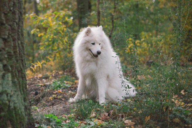 Foto um cão samoiedo branco senta-se na floresta