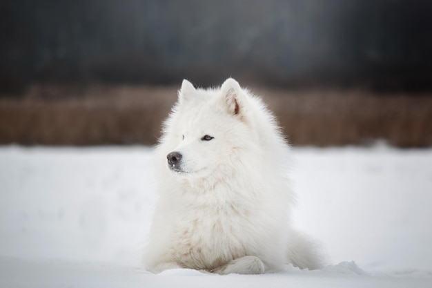 Um cão samoiedo na neve