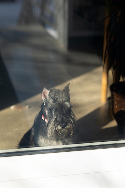 Um cão schnauzer padrão olha através de uma porta de vidro