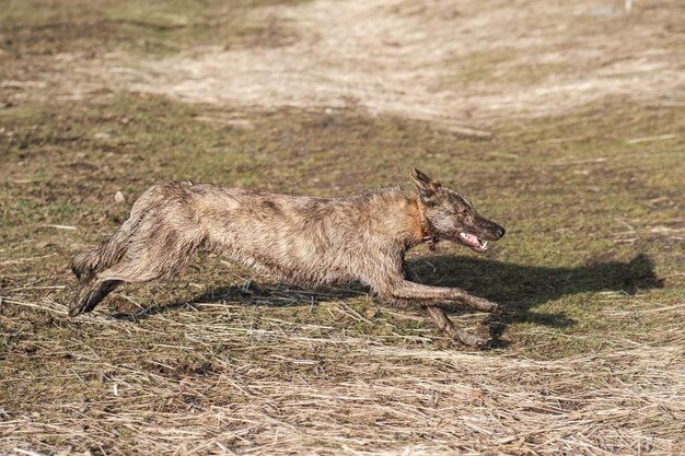 Um cão selvagem de cor de hiena atravessa o campo no início da primavera Sunset