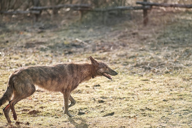 Um cão selvagem de cor de hiena atravessa o campo no início da primavera Sunset