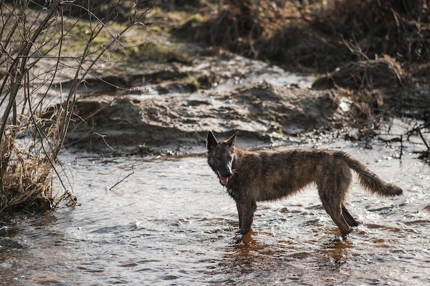 Um cão selvagem na luz de fundo fica em uma poça Sunset