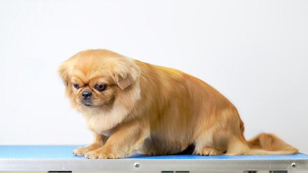 Um cão Shi tzu ou Shih Tzu em uma mesa de preparação em um salão de beleza para cães