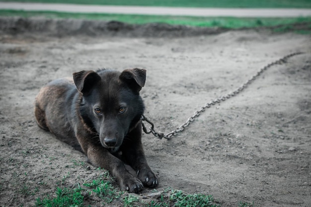 Um cão solitário com olhos tristes o conceito de vida do cão limitações de algo