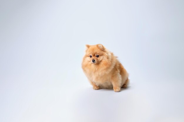 Um cão spitz Pomeranian ruivo após a preparação senta-se sobre um fundo claro