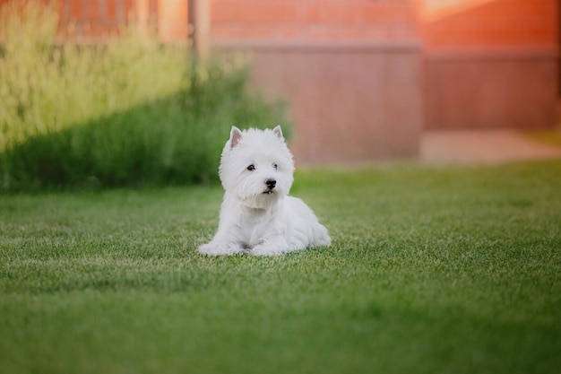 Um cão terrier branco de montanhas ocidentais senta-se na grama.