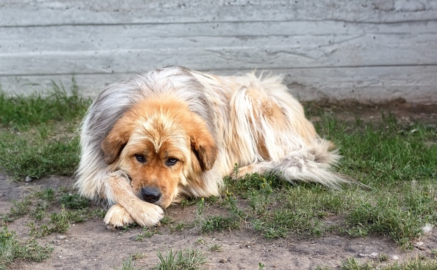 Um cão triste e solitário com pelagem marrom e branca.