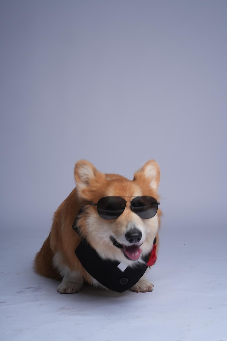 Foto um cão usando óculos de sol e um anel preto com uma faixa preta ao redor do pescoço