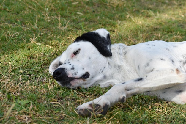 Um cão vadio dorme despreocupado no gramado do lado de fora. cachorro grande descansando no gramado no verão