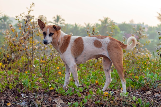 Um cão vadio em busca de comida na costa de GOA Índia