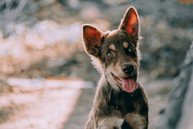 Um cão vadio estava andando no jardim