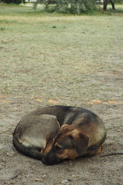 Um cão vadio, magro e triste, jaz no chão enrolado.