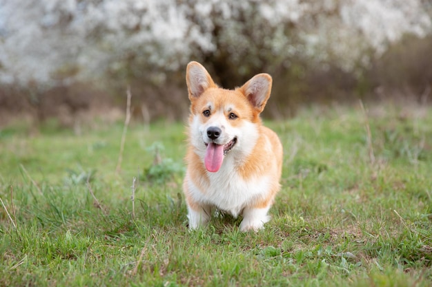 Um cão welsh corgi em uma caminhada de primavera na grama parece