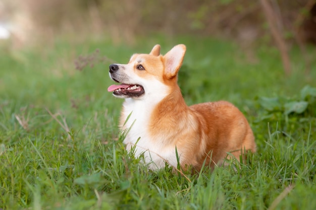 Um cão welsh corgi em uma caminhada de primavera na grama parece