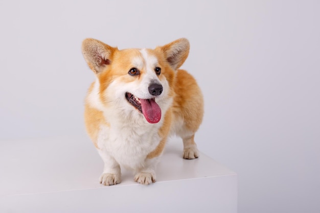 Um cão welsh corgi fica em um fundo branco