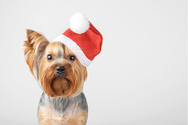 Um cão Yorkshire Terrier com um chapéu de Papai Noel em um fundo cinza. Copie o espaço