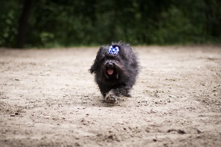 Foto um cãozinho preto e encaracolado corre pela areia para nos encontrar.