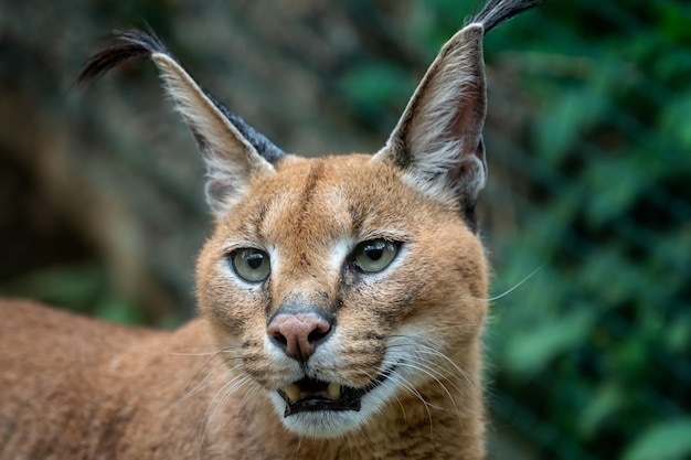 Um Caracal Caracal Caracal