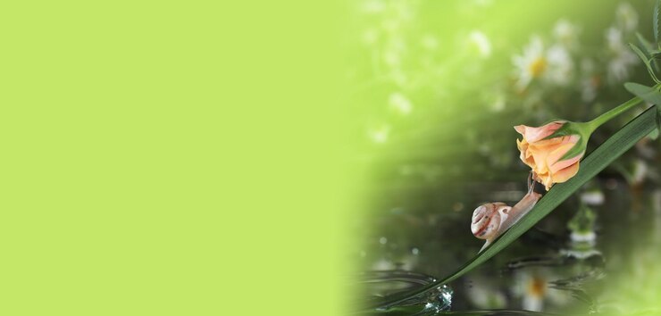 Foto um caracol bonito com uma concha em uma folha de grama rasteja para uma pequena rosa, macrofotografia, bokeh