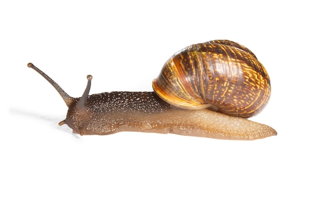 Um caracol com chifres salientes carrega uma concha nas costas