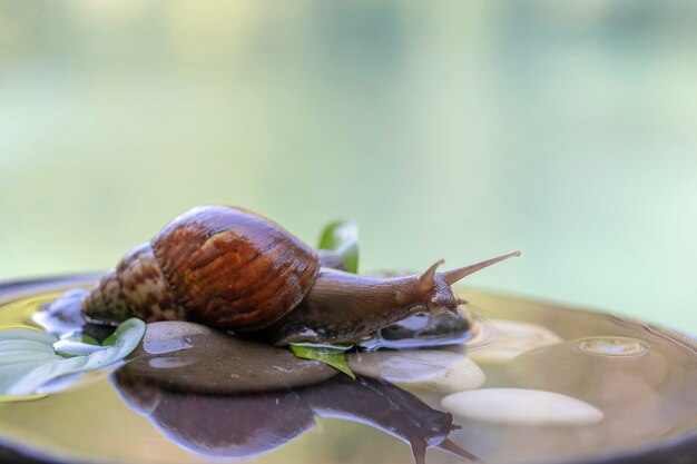 Foto um caracol com uma concha rasteja em uma panela de cerâmica com água, dia de verão no jardim, close-up, ilha de bali, indonésia