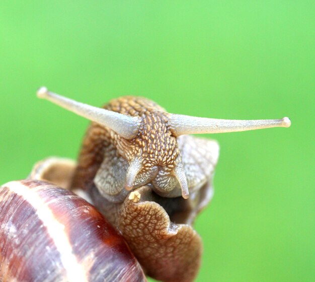 Um caracol de jardim em close-up