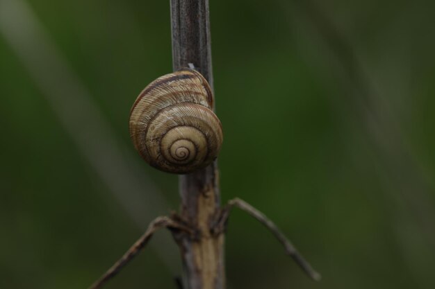 Foto um caracol em um galho com um fundo verde