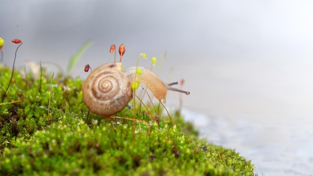 Um caracol em um tronco coberto de musgo com uma pequena folha.