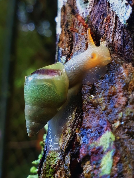 Foto um caracol em um tronco de árvore está coberto de tinta verde e roxa.
