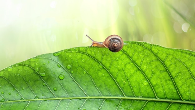 Um caracol em uma folha verde com chuva cai sobre ele